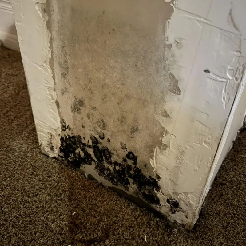 Professional Mold Removal in Union, MS